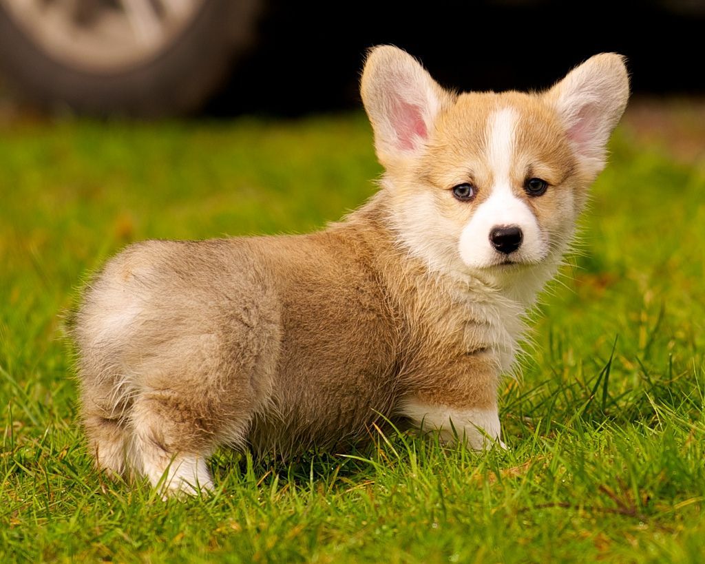 An image of a corgi puppy.